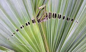 palmera paysandisia archon